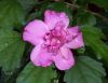 pink double flower hibiscus.jpg